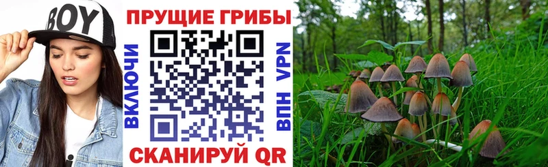 kraken вход  Лабытнанги  Галлюциногенные грибы Psilocybe  наркошоп 